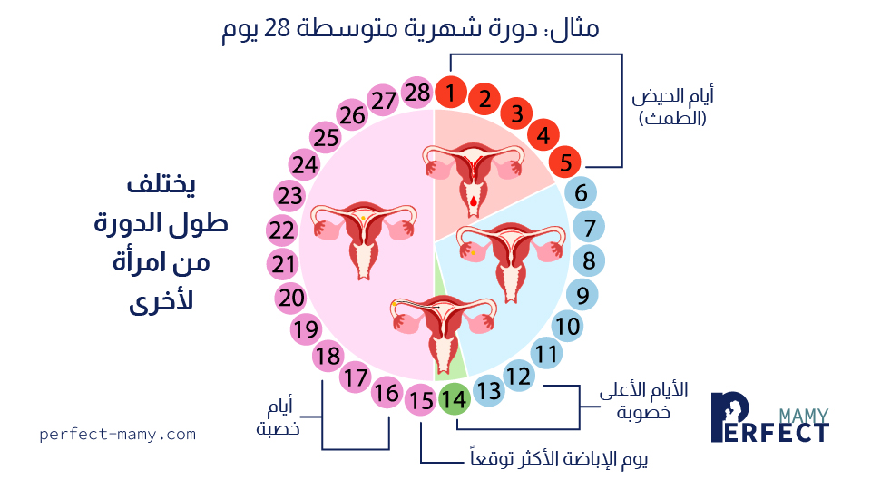 فترة التبويض ودورها في الحمل