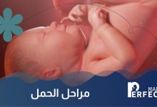 مراحل الحمل