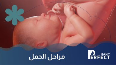 مراحل الحمل