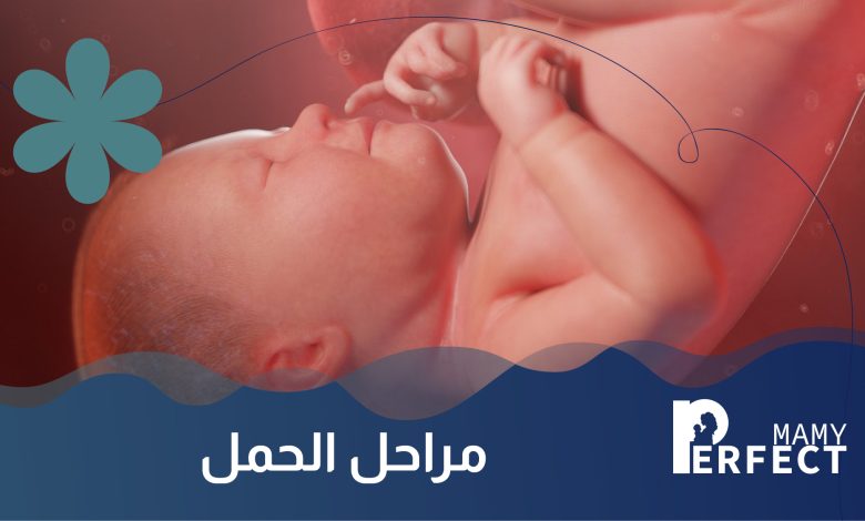 مراحل الحمل